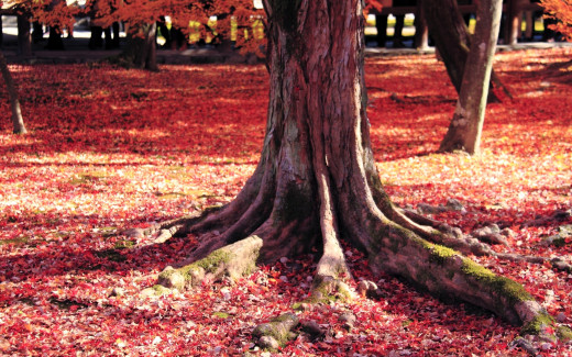 1667417 (a): :2560x1600